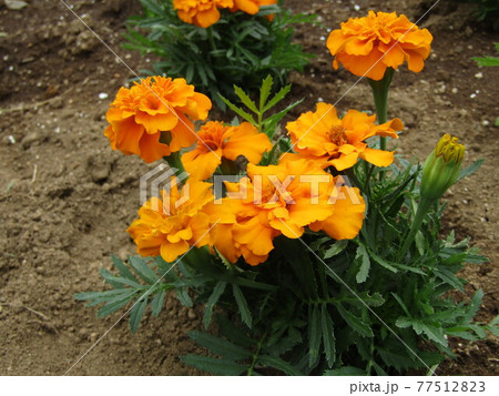 オレンジ色の花はマリーゴールド オレンジ色の花はマリーゴールド 77512823