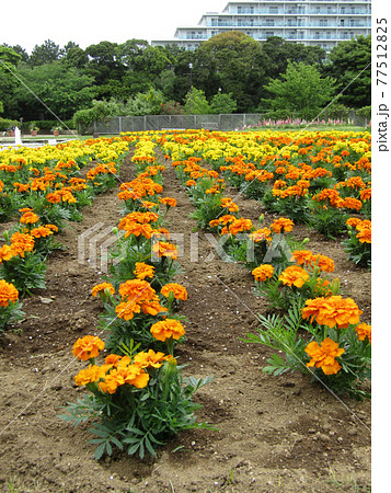 オレンジ色と黄色の花はマリーゴールド 77512825