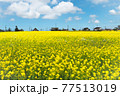 青空と雲、小さな屋根に癒される菜の花畑 77513019