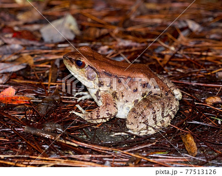ホルストガエル(全身) ホルストガエル(全身) 77513126