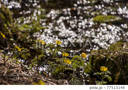 姫川源流の福寿草 姫川源流の福寿草 77513146