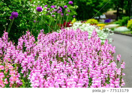 香る花ガーデニング うららかな春の季節風景 日本 九州 大分県竹田市の写真素材
