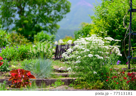 香る花ガーデニング うららかな春の季節風景 日本・九州・大分県竹田市 香る花ガーデニング うららかな春の季節風景 日本・九州・大分県竹田市 77513181