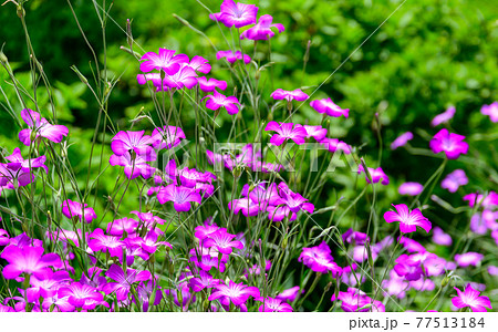 香る花ガーデニング うららかな春の季節風景 日本・九州・大分県竹田市 香る花ガーデニング うららかな春の季節風景 日本・九州・大分県竹田市 77513184