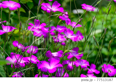 香る花ガーデニング うららかな春の季節風景 日本・九州・大分県竹田市 香る花ガーデニング うららかな春の季節風景 日本・九州・大分県竹田市 77513187
