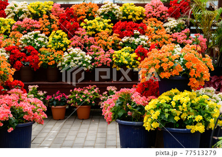香るバラの花　美しい花の楽園風景　日本・九州・大分県竹田市 77513279