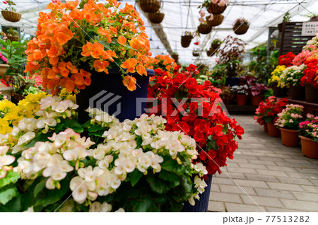 香るバラの花　美しい花の楽園風景　日本・九州・大分県竹田市 77513282