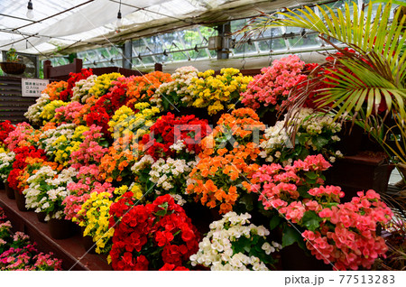 香るバラの花　美しい花の楽園風景　日本・九州・大分県竹田市 77513283