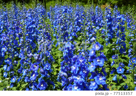 埼玉県比企郡滑川町 国営武蔵丘陵森林公園 デルフィニウムの品種オーロラの写真素材