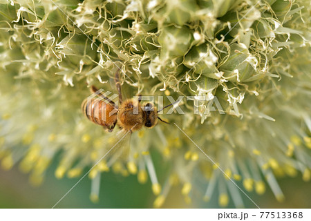 ネギの花の蜜を集めるミツバチ ネギの花の蜜を集めるミツバチ 77513368