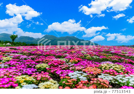 うららかな春の季節　香る花の楽園　春彩畑　日本・九州・大分県竹田市 77513543