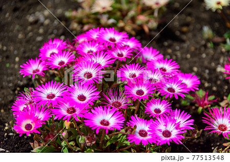 香る花の村 リビングストンデージークローズアップ春彩畑 日本・九州・大分県竹田市 香る花の村 リビングストンデージークローズアップ春彩畑 日本・九州・大分県竹田市 77513548