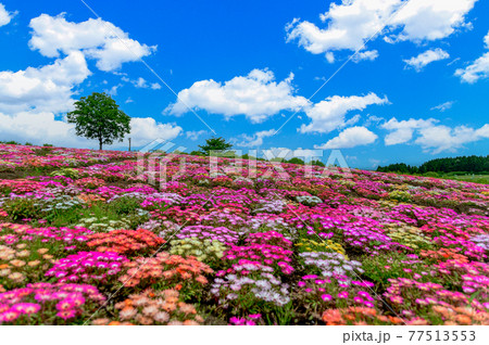 香る花の村 最高に美しい晴天空を背景に春彩畑 日本 九州 大分県竹田市の写真素材 香る花の村 最高に美しい晴天空を背景に春彩畑 日本 九州 大分県竹田市の写真素材