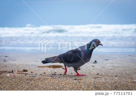 鳩 鳩 77513701