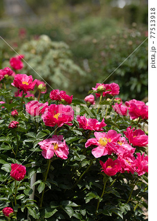 春の光を浴びる赤い芍薬の花 春の光を浴びる赤い芍薬の花 77513918