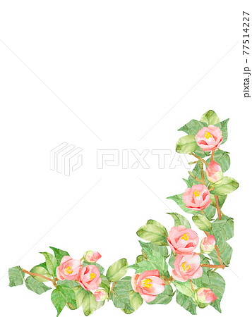椿　バラ　水彩フレームイラスト　他複数バリエーションあります 77514227
