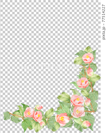 椿　バラ　水彩フレームイラスト　他複数バリエーションあります 77514227