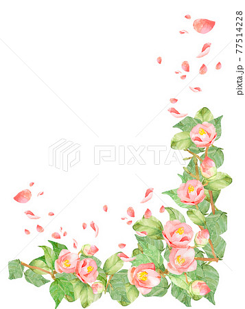 椿　バラ　水彩フレームイラスト　他複数バリエーションあります 77514228
