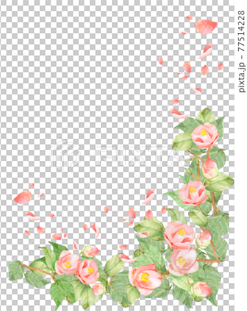 椿　バラ　水彩フレームイラスト　他複数バリエーションあります 77514228