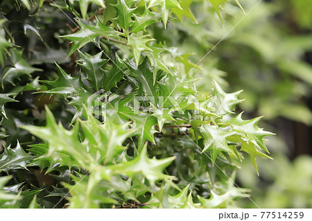 新緑のヒイラギ 新緑のヒイラギ 77514259