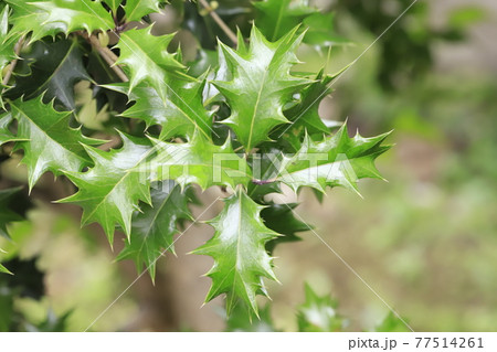 新緑のヒイラギ　 77514261
