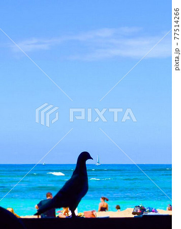 Hawaii~ハワイビーチと鳥 Hawaii~ハワイビーチと鳥 77514266