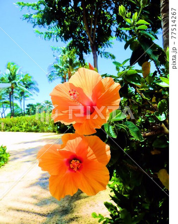 Hawaii～ハワイとハイビスカス 77514267