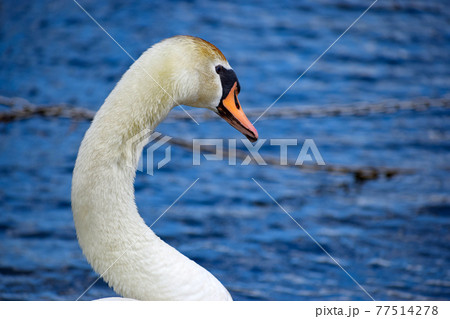 水辺のコブハクチョウ 77514278