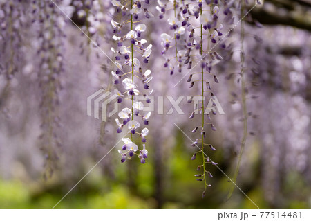 パステルカラーの藤の花と柔らかな春の光の写真素材