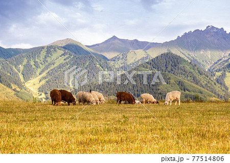 Rams herd feeding in the meadow with a central asian mountains on the background 77514806