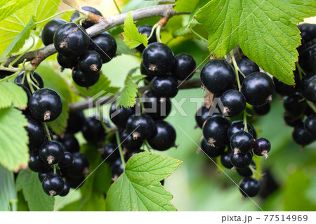 Bush of black currant with ripe bunches of berries and leaves on blurred natural green background. Bush of black currant with ripe bunches of berries and leaves on blurred natural green background. 77514969