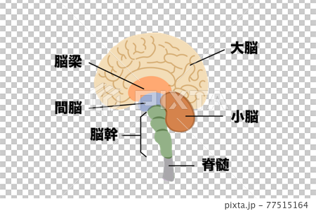 大腦結構圖解素材 77515164