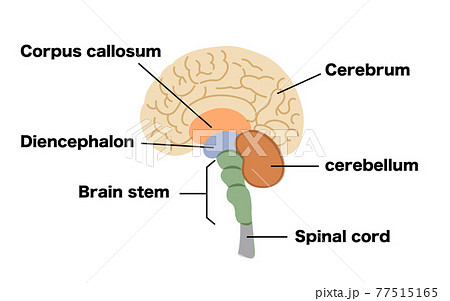脳の構造のイラスト素材のイラスト素材