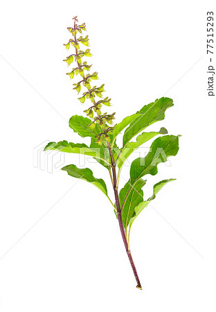 Isolated shoots of Holy basil or Holy Basil with Flower Buds, macro image white background. Isolated shoots of Holy basil or Holy Basil with Flower Buds, macro image white background. 77515293
