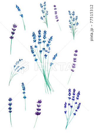 Set of watercolor hand drawing blue and purple lavender flower isolated on white. Set of watercolor hand drawing blue and purple lavender flower isolated on white. 77515312