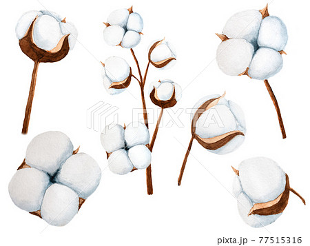 Watercolor hand drawing of set of white cotton with brown stem isolated on white. 77515316
