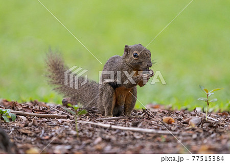 【リス】木の実を食べているシンガポールのバナナリス 77515384