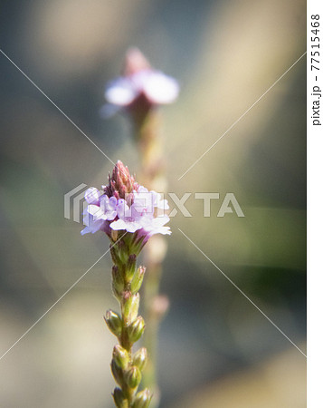 ボケた背景に紅紫色の花を咲かせるマツバウンラン 77515468