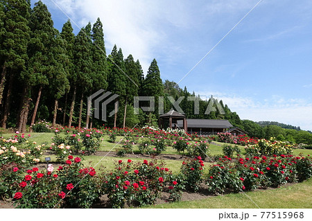 バラ　薔薇　ばら　東沢バラ公園 77515968