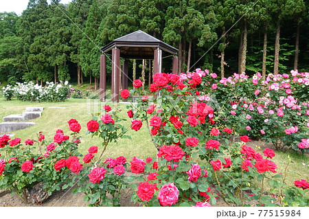 バラ 薔薇 ばら 東沢バラ公園 バラ 薔薇 ばら 東沢バラ公園 77515984