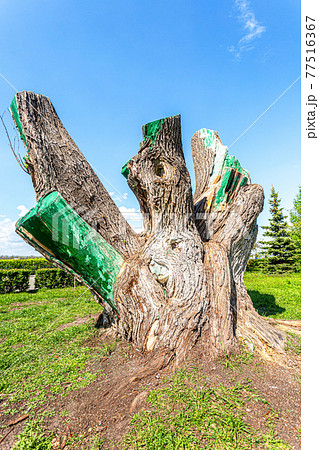 Large stump of an old tree with big trunk 77516367