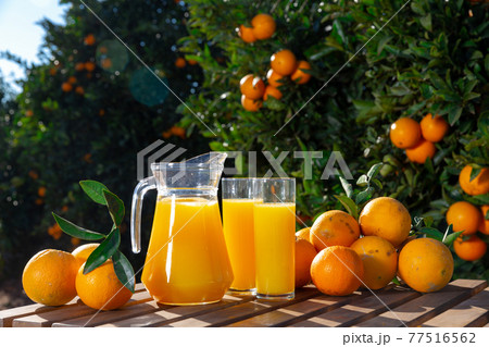 Orange juice with ripe oranges in orchard Orange juice with ripe oranges in orchard 77516562