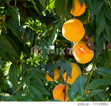 Ripe peaches on trees at fruit plantation on day Ripe peaches on trees at fruit plantation on day 77516662