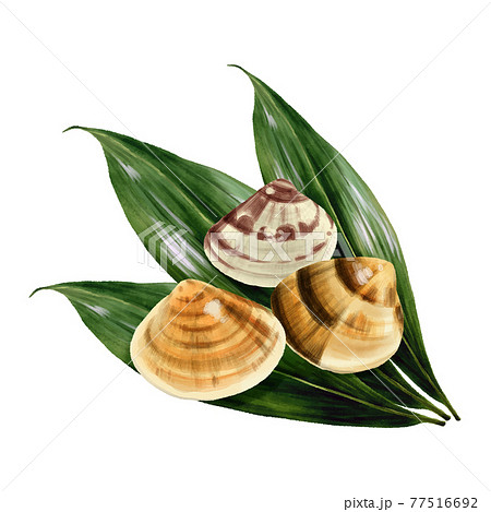 水彩タッチのハマグリ 葉蘭付きのイラスト素材