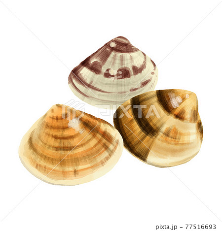 水彩タッチのハマグリ のイラスト素材