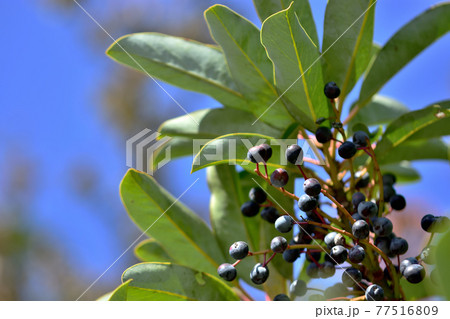 ユズリハの木になる黒い実 77516809