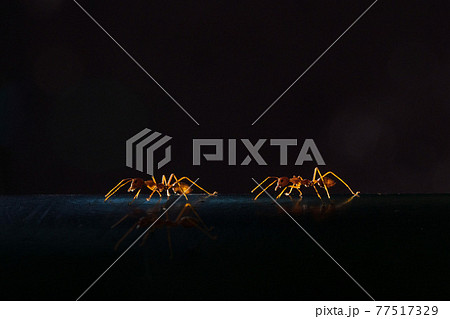 【昆虫】朝日に照らされるツムギアリ 77517329