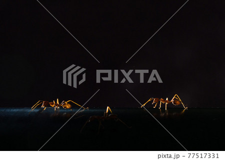 【昆虫】朝日に照らされるツムギアリ 77517331