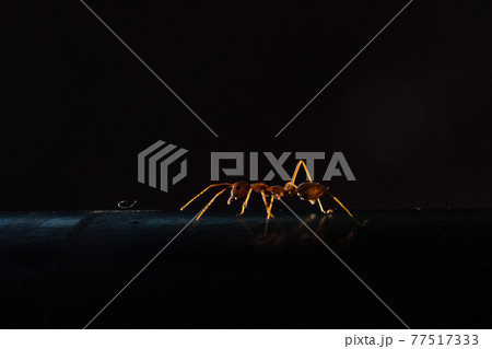 【昆虫】朝日に照らされるツムギアリ 77517333