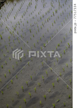 柳生の里の田園風景 77517334